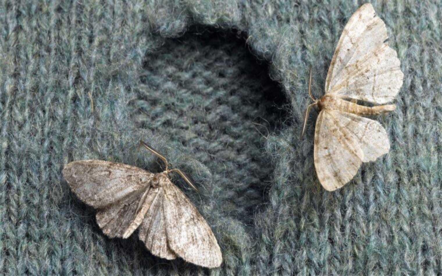 moths-eat-clothing-today-171117-tease_b33ce6718ef6e0413b57e0f1c85b597c.fit-760w