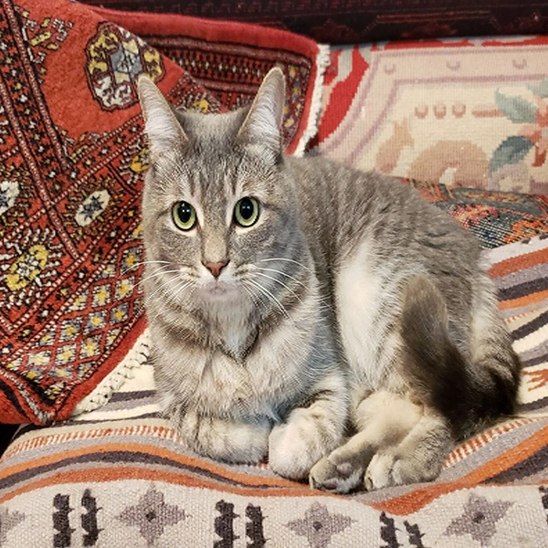 pet odors